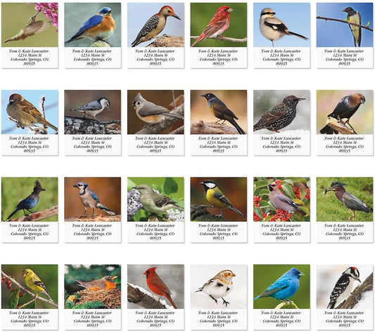 Colorful Images Birds of North America Return Address Mailing Labels, Personalize with Name & Addresses, Set of 144 Self Adhesive, Easy Peel Flat Label Sheets, 1 ½ x 1 ¾”, 24 Designs